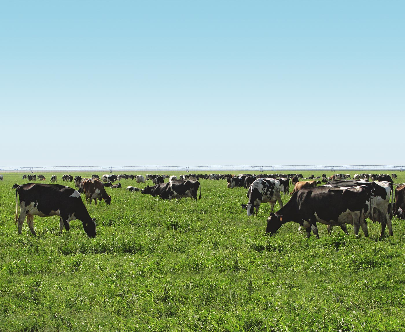 Organic Dairy Farms Aurora Organic Dairy